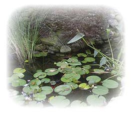 A custom stone lily pond.